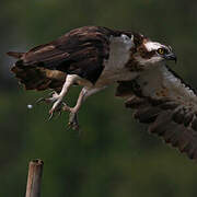 Western Osprey