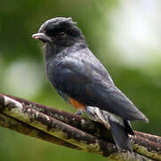 Swallow-winged Puffbird