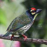 Coppersmith Barbet