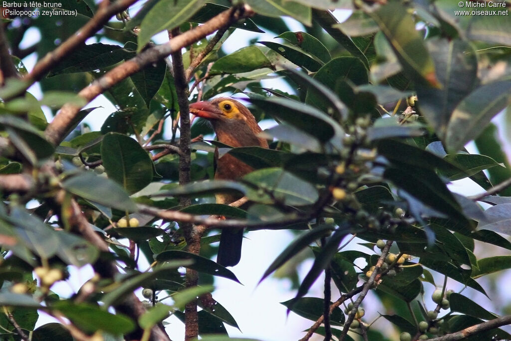 Brown-headed Barbetadult