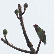 Malabar Barbet