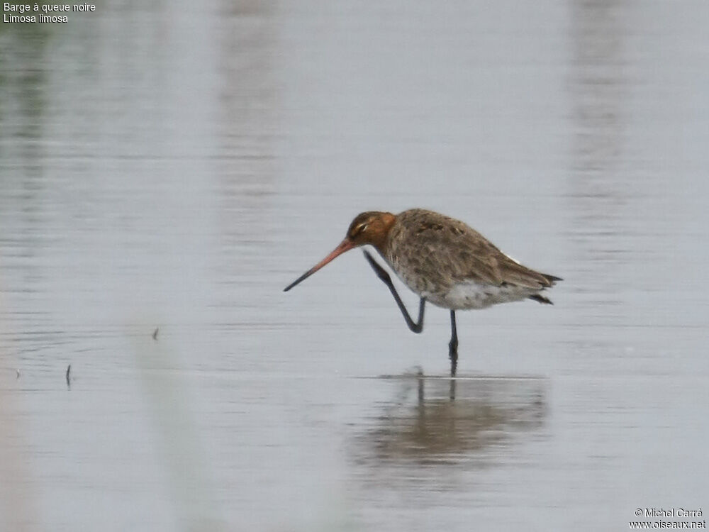 Black-tailed Godwit