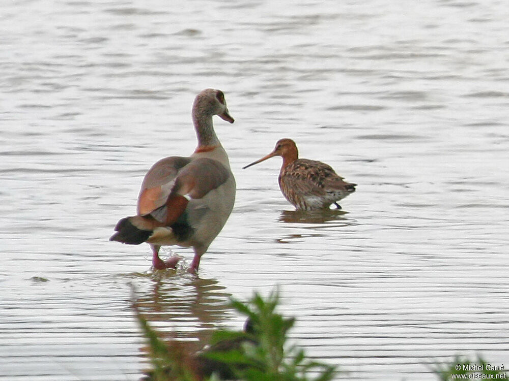 Black-tailed Godwit male adult breeding