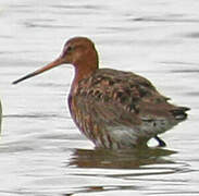 Black-tailed Godwit