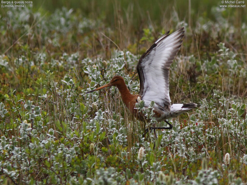 Black-tailed Godwit male adult breeding