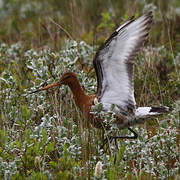 Black-tailed Godwit