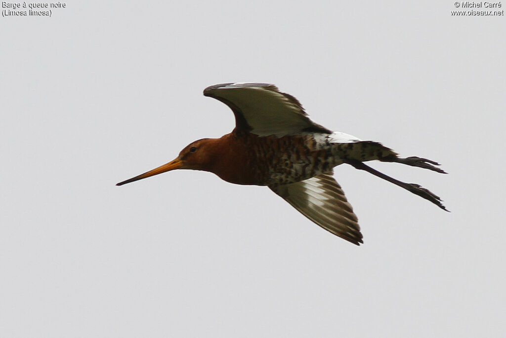 Black-tailed Godwit male adult breeding