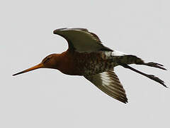 Black-tailed Godwit