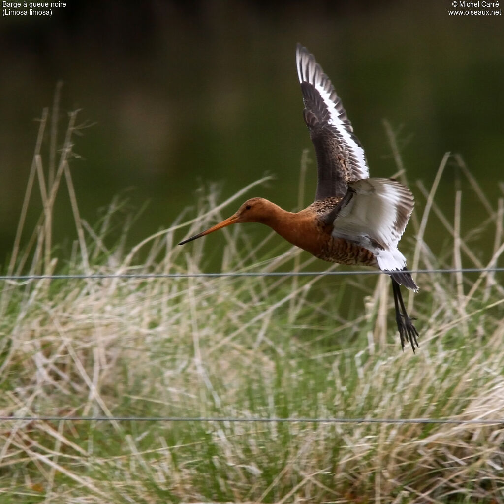 Black-tailed Godwit male adult breeding