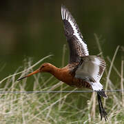 Black-tailed Godwit