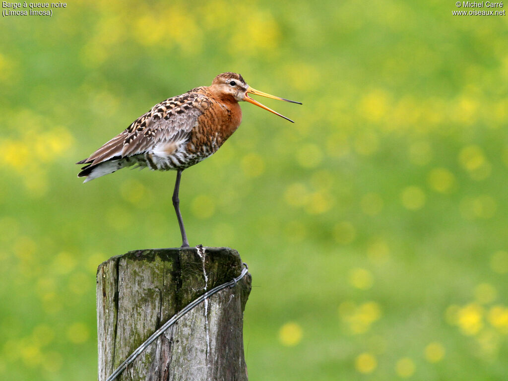 Black-tailed Godwit female adult breeding