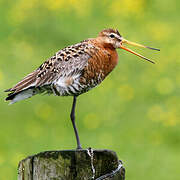 Black-tailed Godwit