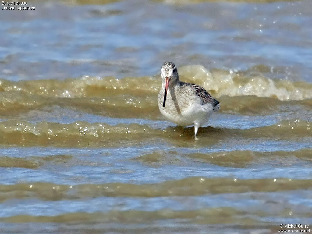 Barge rousseadulte internuptial