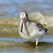 Bar-tailed Godwit