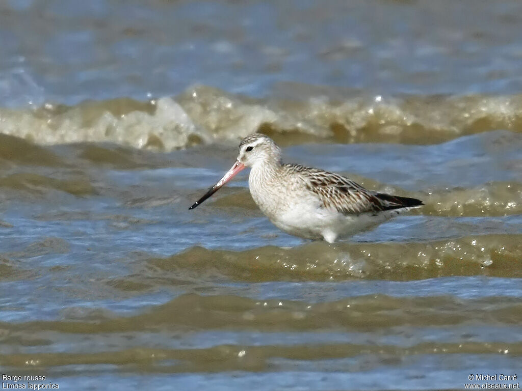 Bar-tailed Godwitadult post breeding