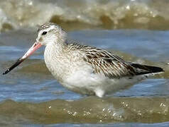 Bar-tailed Godwit