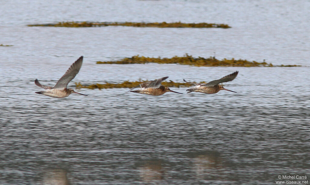 Bar-tailed Godwit