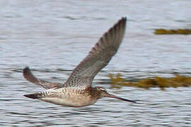 Bar-tailed Godwit