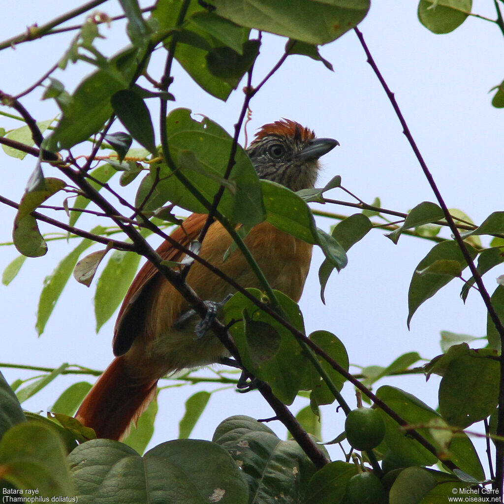 Barred Antshrike female adult