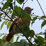 Barred Antshrike