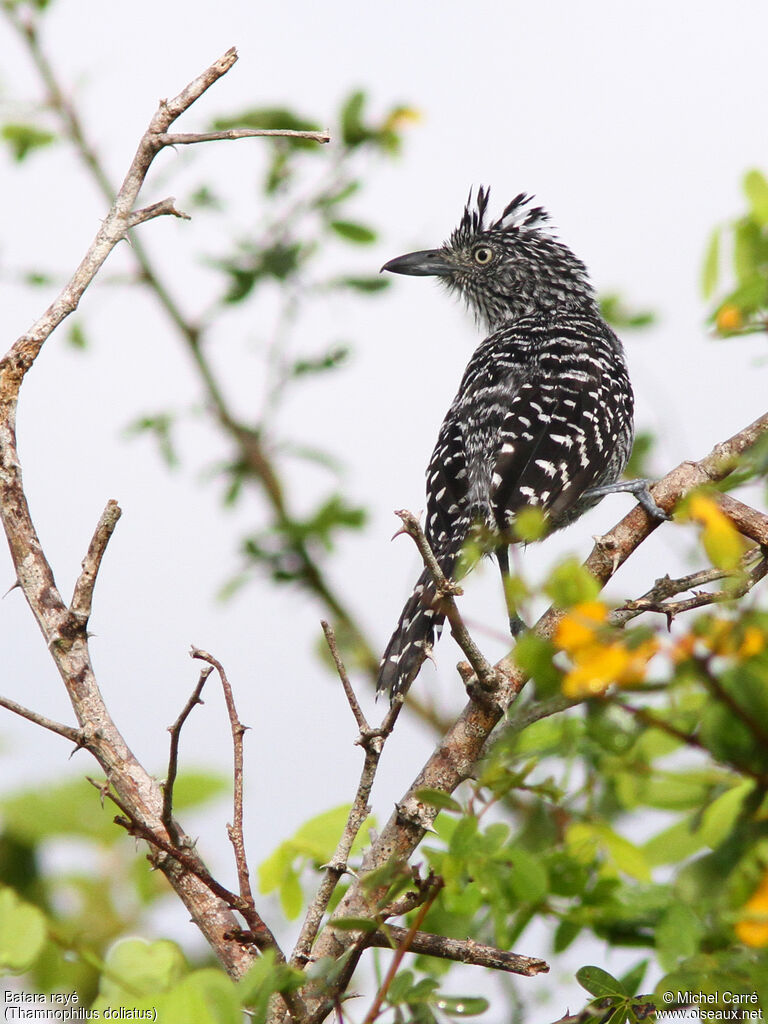 Barred Antshrike male adult