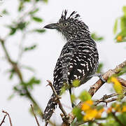 Barred Antshrike