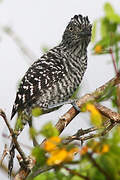 Barred Antshrike