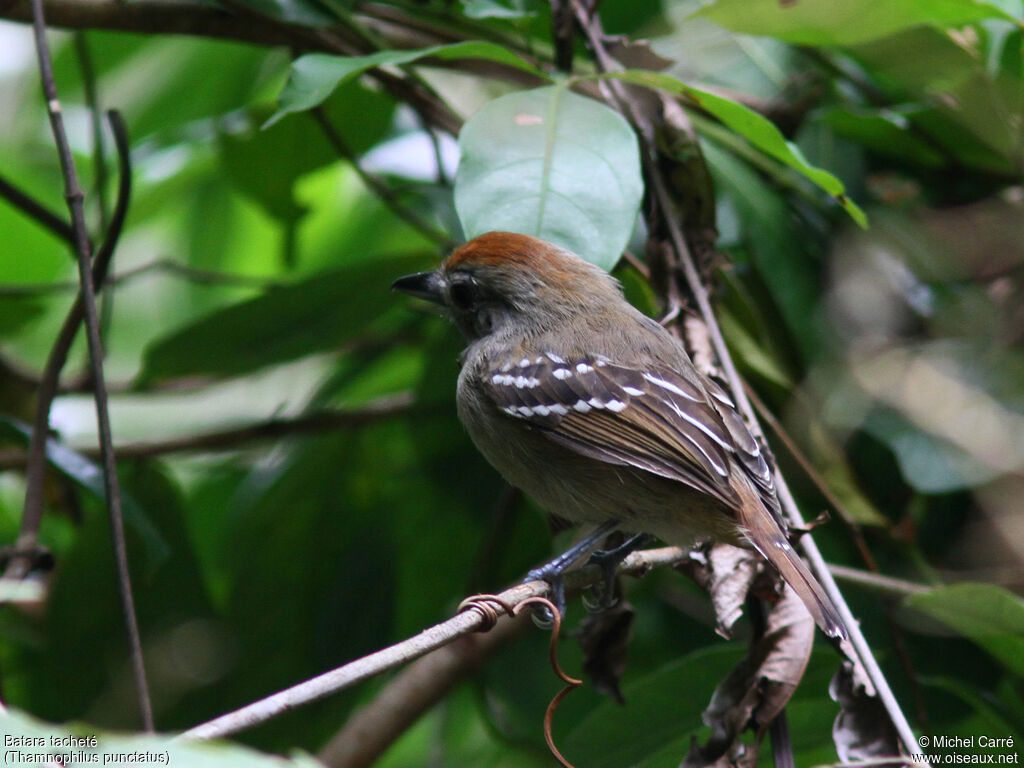 Northern Slaty Antshrike female adult