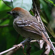 Northern Slaty Antshrike