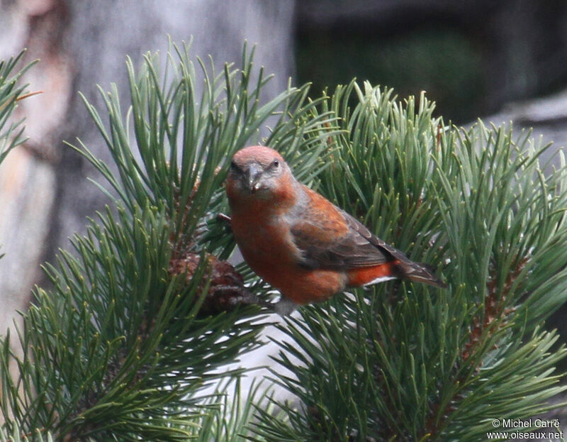 Bec-croisé des sapins mâle adulte