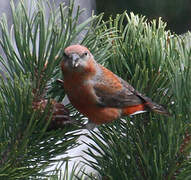 Red Crossbill