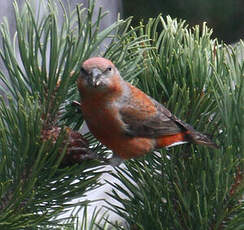 Bec-croisé des sapins