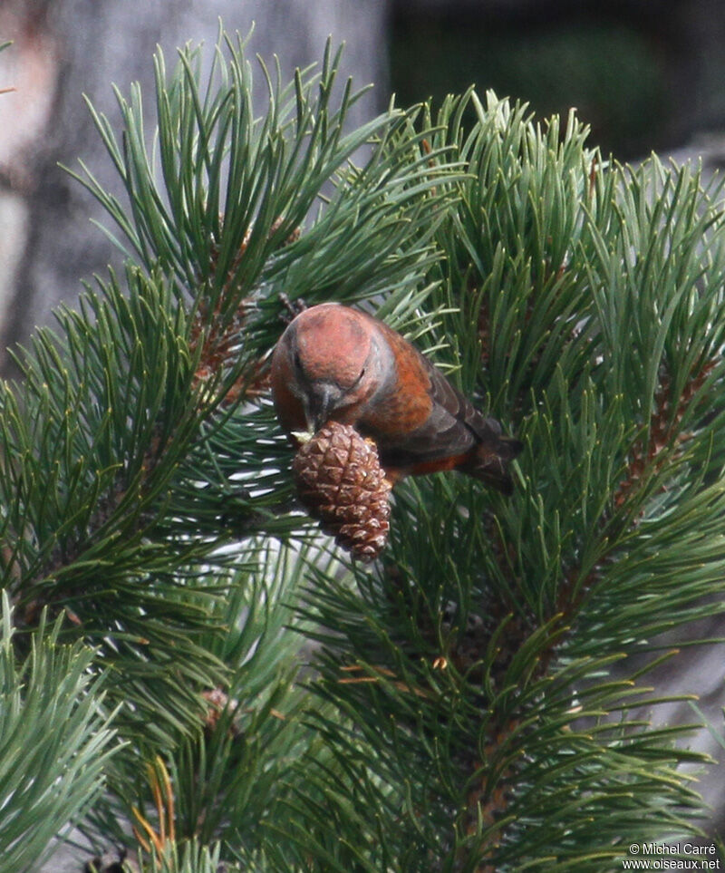 Bec-croisé des sapins mâle adulte, Comportement