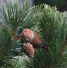 Bec-croisé des sapins