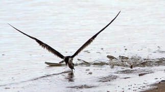 Black Skimmer