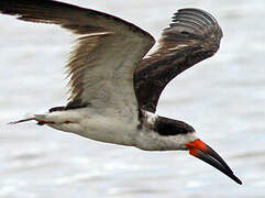 Black Skimmer