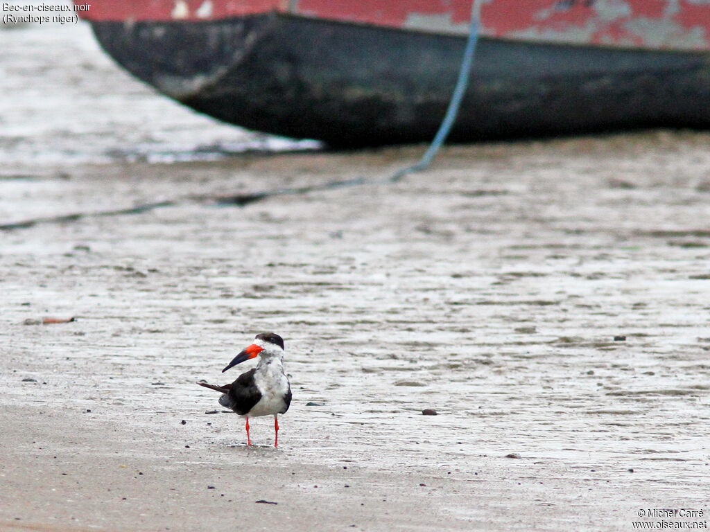 Black Skimmer