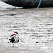 Black Skimmer