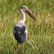 Asian Openbill