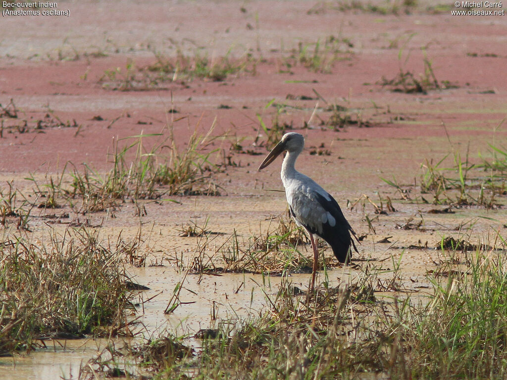 Asian Openbill