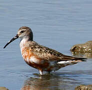 Curlew Sandpiper