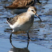 Curlew Sandpiper