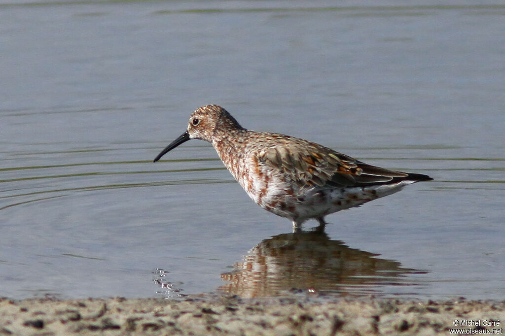 Curlew Sandpiper