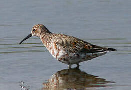 Curlew Sandpiper