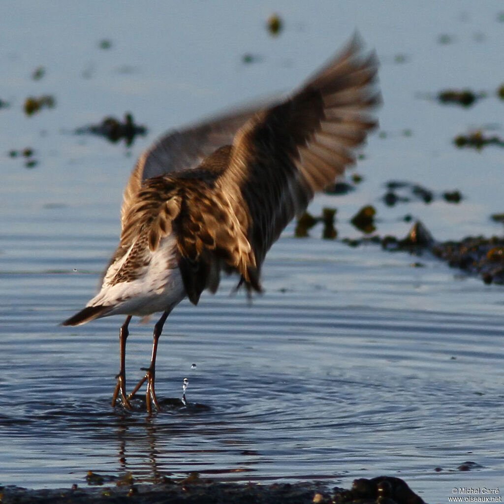 White-rumped Sandpiperadult