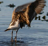 White-rumped Sandpiper