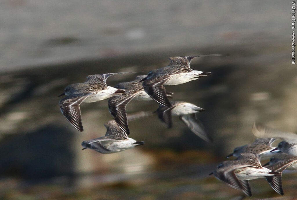 White-rumped Sandpiper, Flight