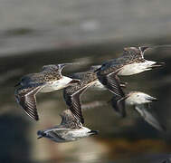 White-rumped Sandpiper