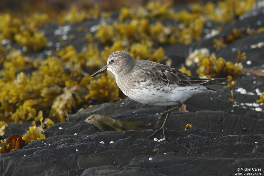 White-rumped Sandpiper