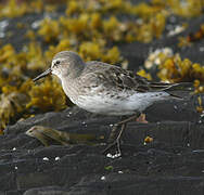 White-rumped Sandpiper